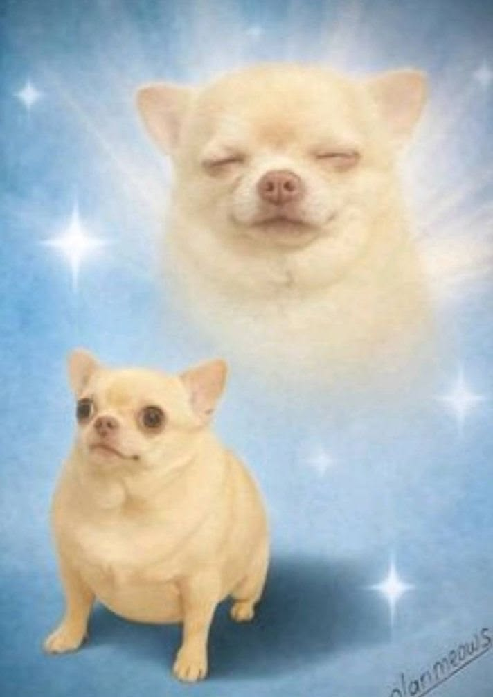 Este es el texto alt de la imagen de los perritos en el nirvana 